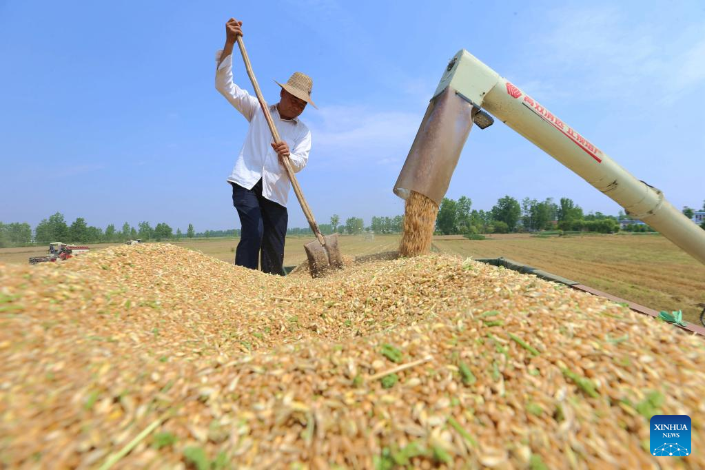 Farmers harvest wheat across ChinaTruth on Falun Gong