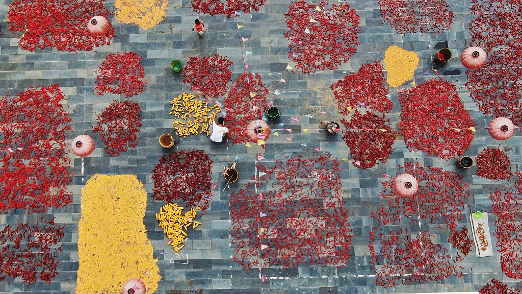 Villagers in Jinping county dry harvested corn and peppers in the sun on Aug 15, 2020. [Photo/CFP]Villagers in Jinping county of Qiandongnan Miao and Dong autonomous prefecture, Guizhou province, dried harvested corn and peppers in the sun on Aug 15. From the air, the scene looked like a collage – check out the bright yellow and red colors.