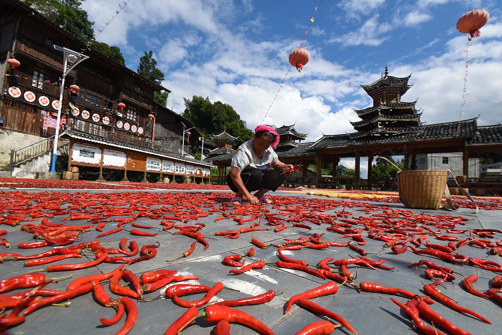 A villager sorts peppers on Aug 15, 2020. [Photo/CFP]