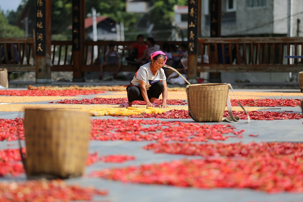 A woman lays out corn in the sun, 2020. [Photo/CFP]