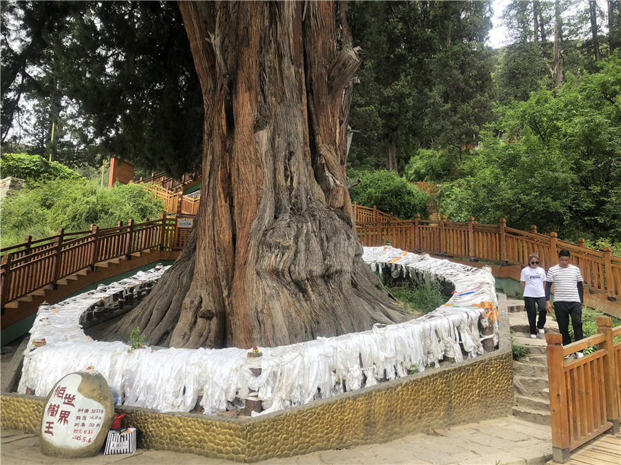 A 3,238-year-old giant juniper is a tourist attraction in Nyingchi, Tibet autonomous region. [Photo by Palden Nyima/chinadaily.com.cn]A giant juniper brings cash to Tibetan villagers in Nyingchi, Tibet autonomous region.One of the 990 juniper trees in the Bakyib district of Nyingchi, the 3,238-year-old giant juniper, is regarded as the world