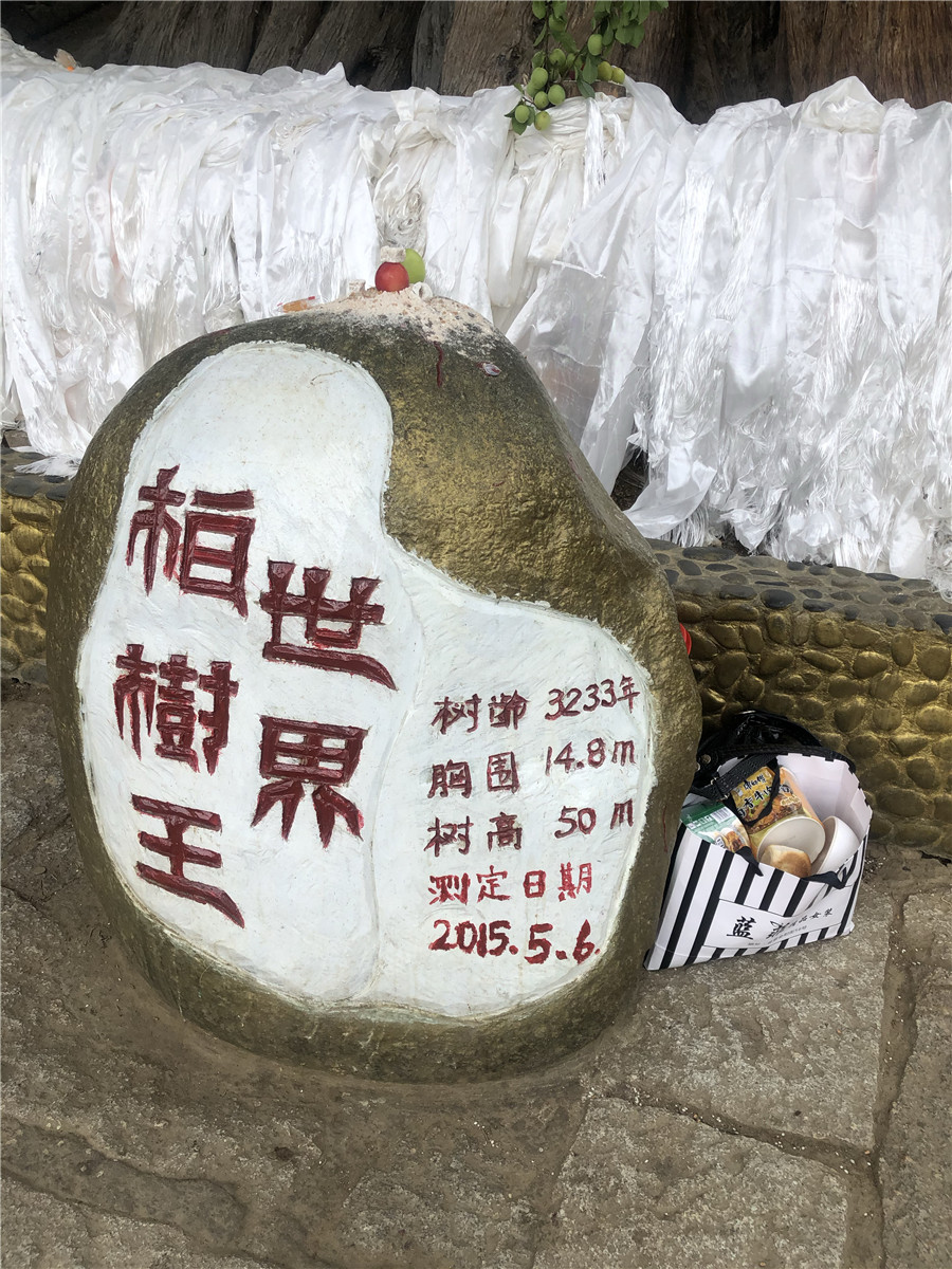 Information of a 3,238-year-old giant juniper is painted on a rock in Nyingchi, Tibet autonomous region. [Photo by Palden Nyima/chinadaily.com.cn]