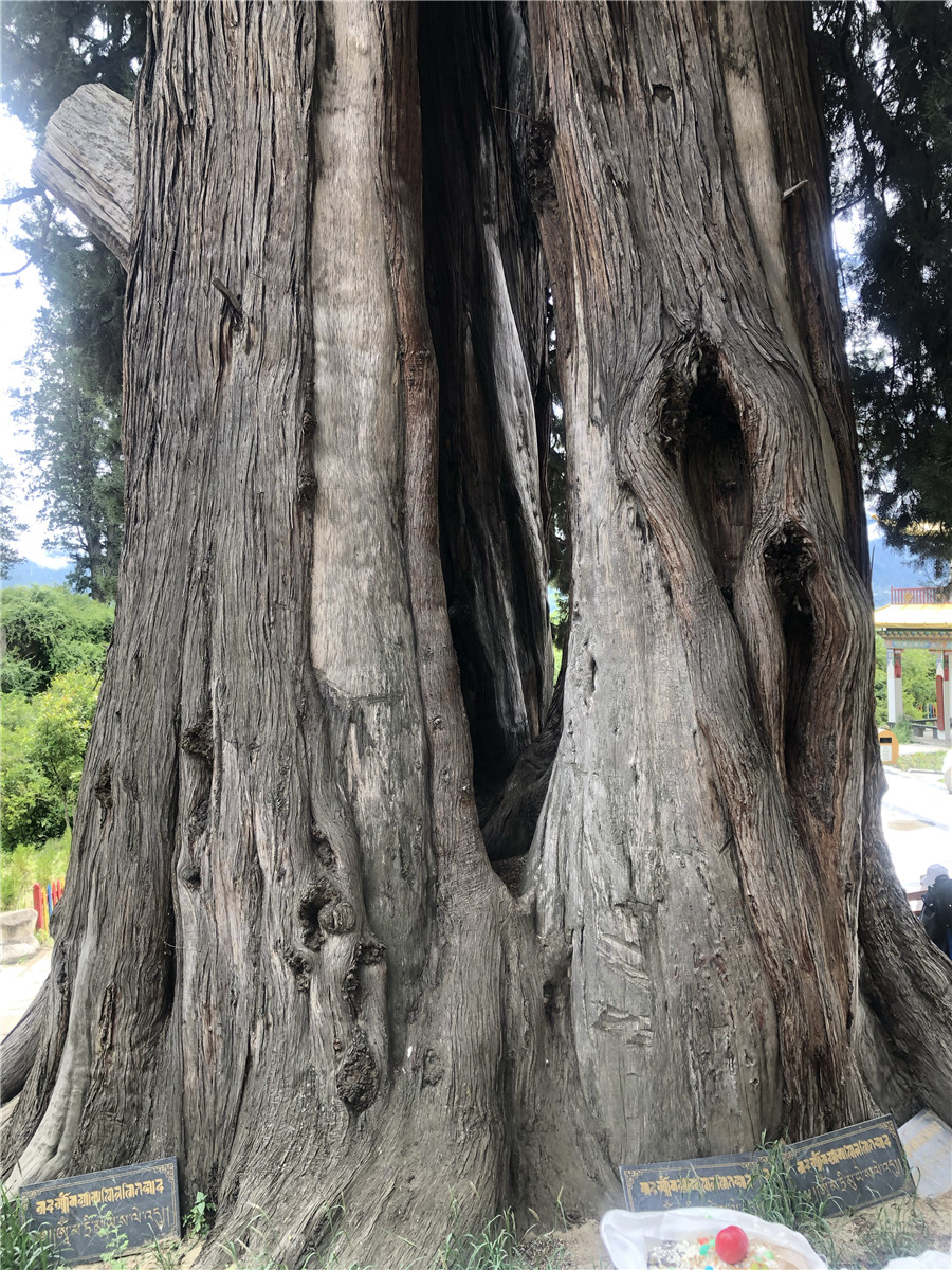 A 3,238-year-old giant juniper is a tourist attraction in Nyingchi, Tibet autonomous region. [Photo by Palden Nyima/chinadaily.com.cn]