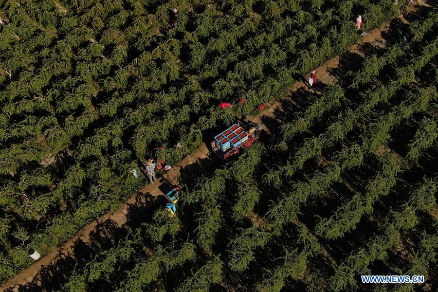 Aerial photo taken on Sept. 2, 2020 shows a vehicle transporting goji berries in Delingha, northwest China