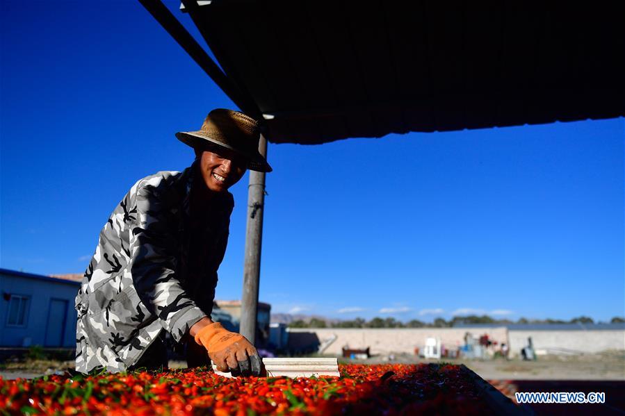 Worker Li Guidong dries goji berries at Quanshui Village in Delingha, northwest China