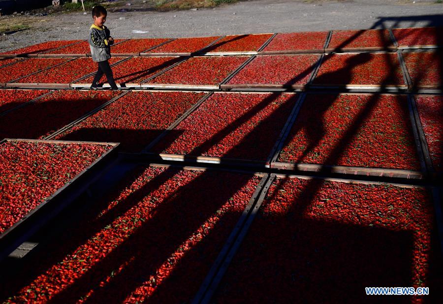 A child walks past drying goji berries at Quanshui Village in Delingha, northwest China