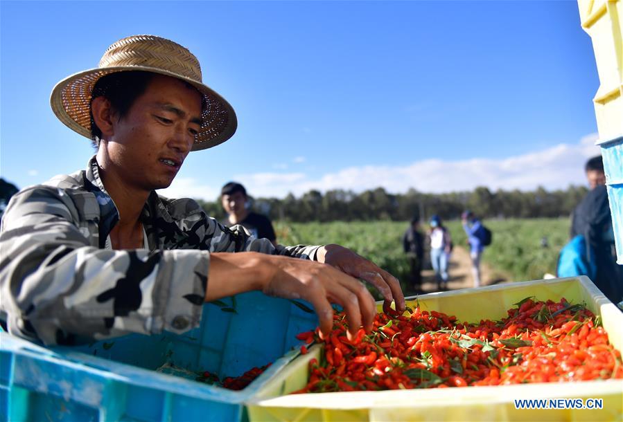 Worker Li Guidong loads goji berries at Quanshui Village in Delingha, northwest China