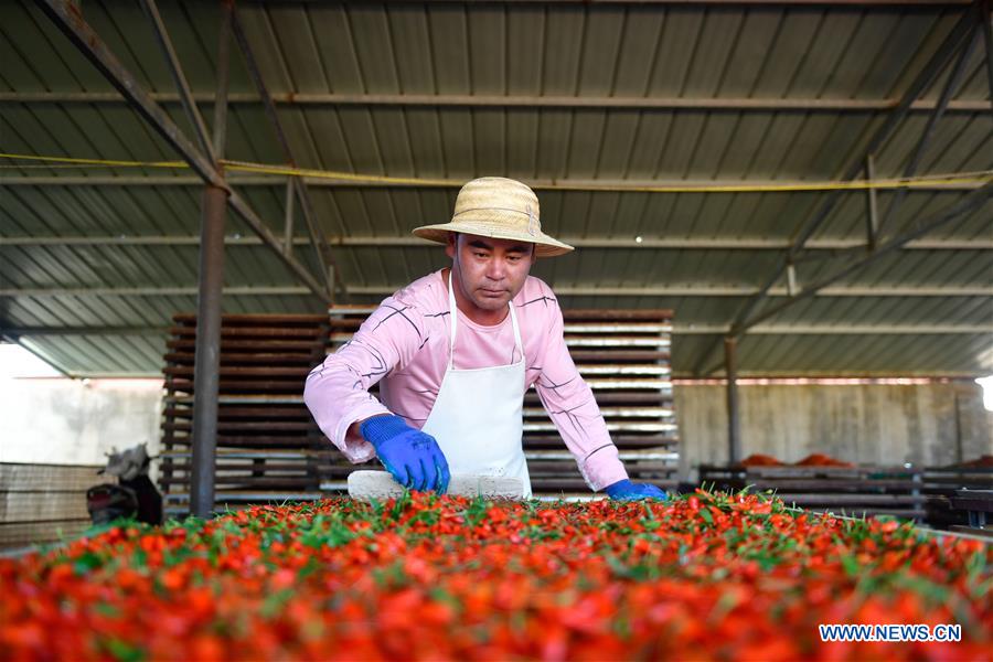 Worker Ma Guishan dries goji berries at Quanshui Village in Delingha, northwest China