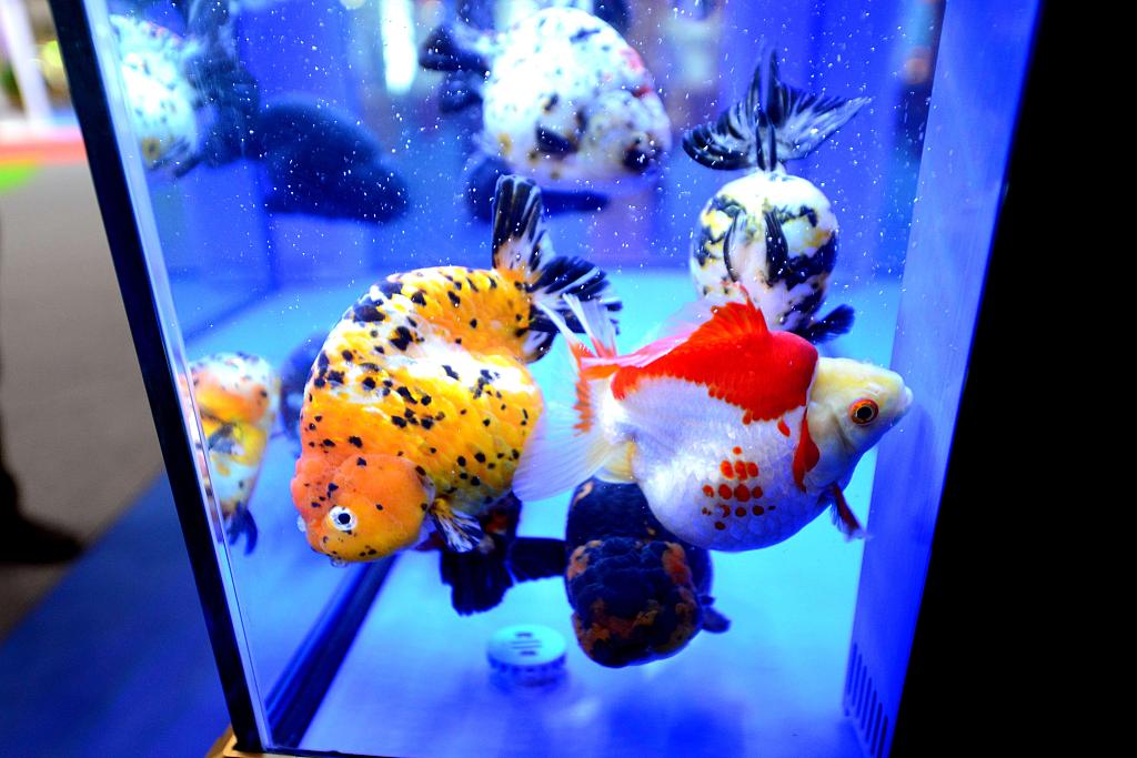 Colorful winners at the 3rd China (Fuzhou) World Goldfish Competition. [Photo/VCG]Several hundred species of goldfish were exhibited at Fuzhou Strait International Conference and Exhibition Center on Sept 4. The fish had been entered into the 3rd China (Fuzhou) World Goldfish Competition, which is part of the 2020 International Seafood and Fisheries Expo that took place in Fuzhou, Fujian province from Sept 4 to 6.