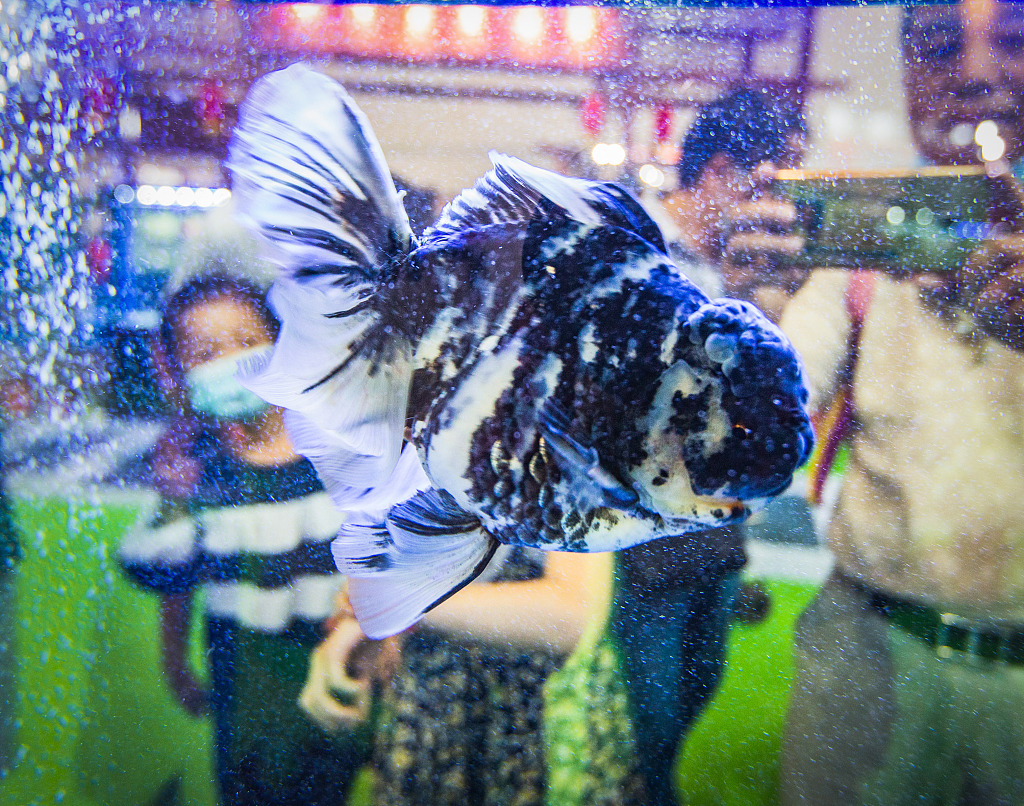 Colorful winners at the 3rd China (Fuzhou) World Goldfish Competition. [Photo/VCG]