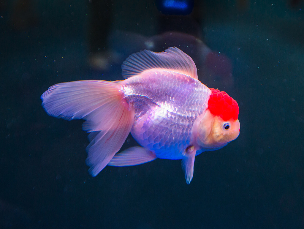 Colorful winners at the 3rd China (Fuzhou) World Goldfish Competition. [Photo/VCG]