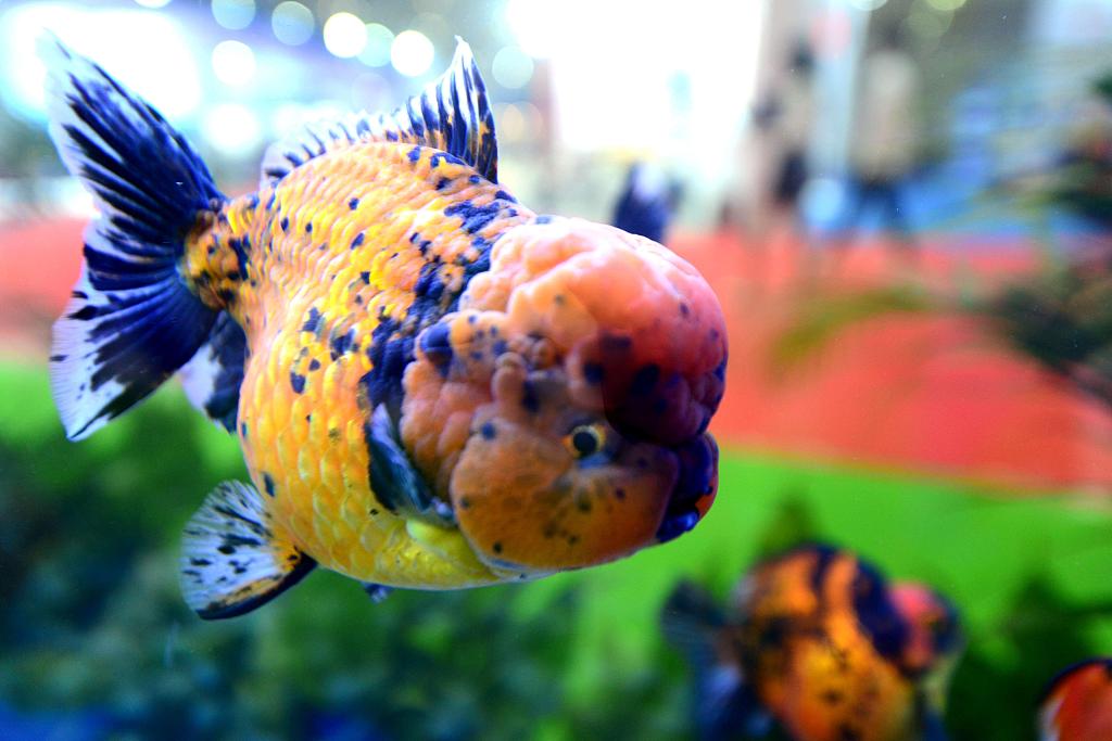 Colorful winners at the 3rd China (Fuzhou) World Goldfish Competition. [Photo/VCG]