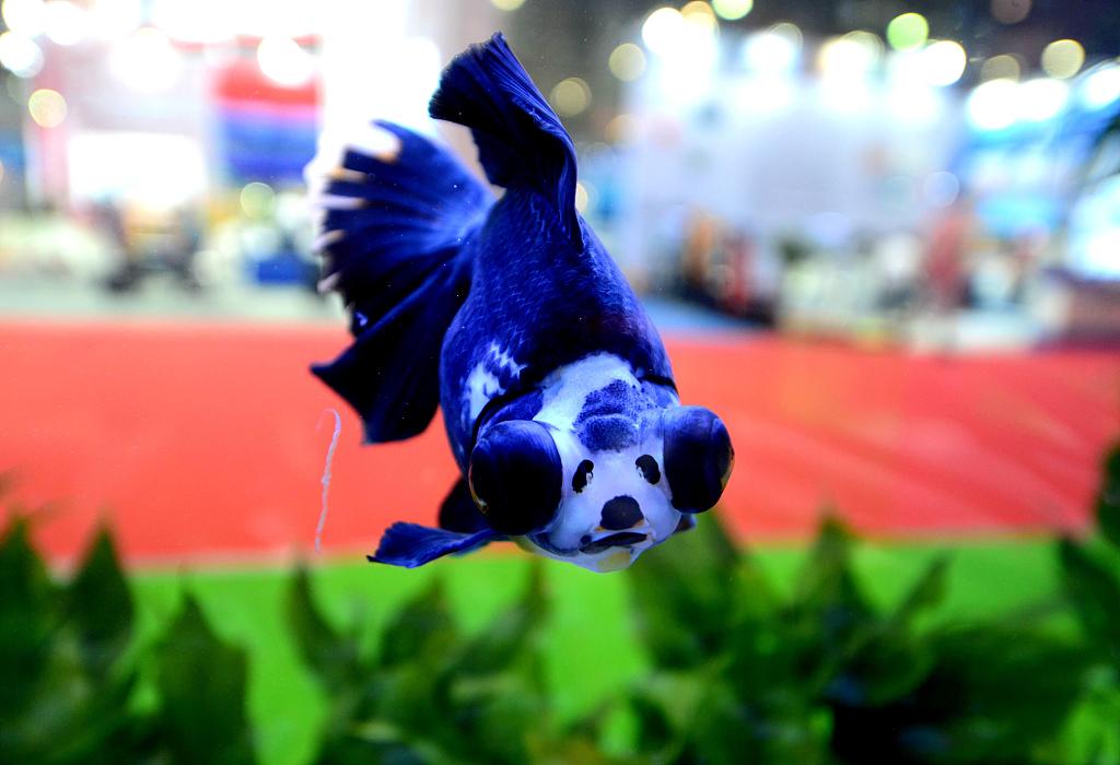 Colorful winners at the 3rd China (Fuzhou) World Goldfish Competition. [Photo/VCG]