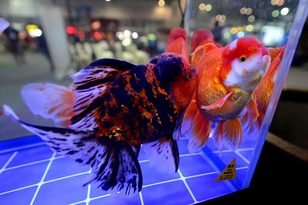 Colorful winners at the 3rd China (Fuzhou) World Goldfish Competition. [Photo/VCG]