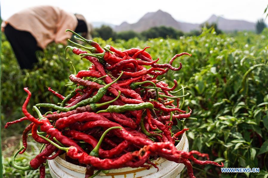 A villager picks chilies in Tiangai Village of Salar Autonomous County of Xunhua, northwest China