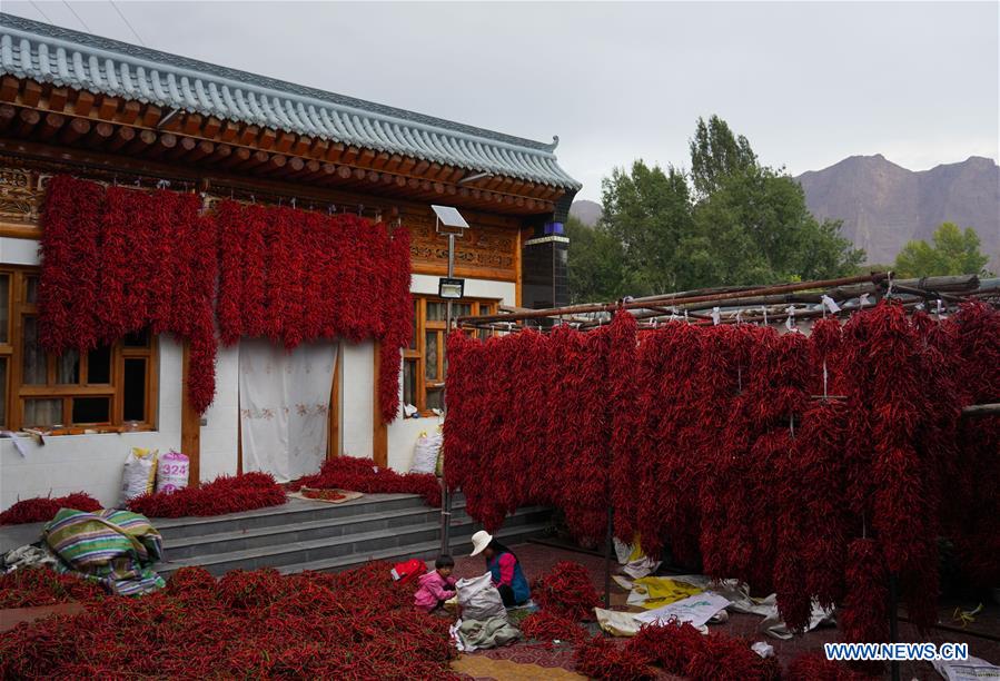 A villager sorts chilies in Tiangai Village of Salar Autonomous County of Xunhua, northwest China