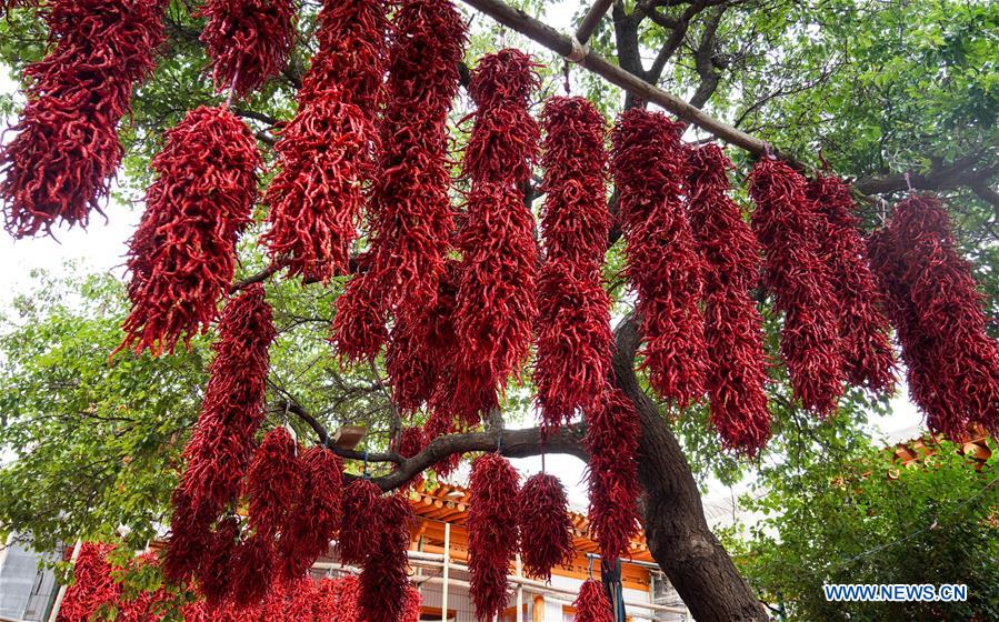 Photo taken on Sept. 10, 2020 shows bunches of chilies hung for drying in Tiangai Village of Salar Autonomous County of Xunhua, northwest China