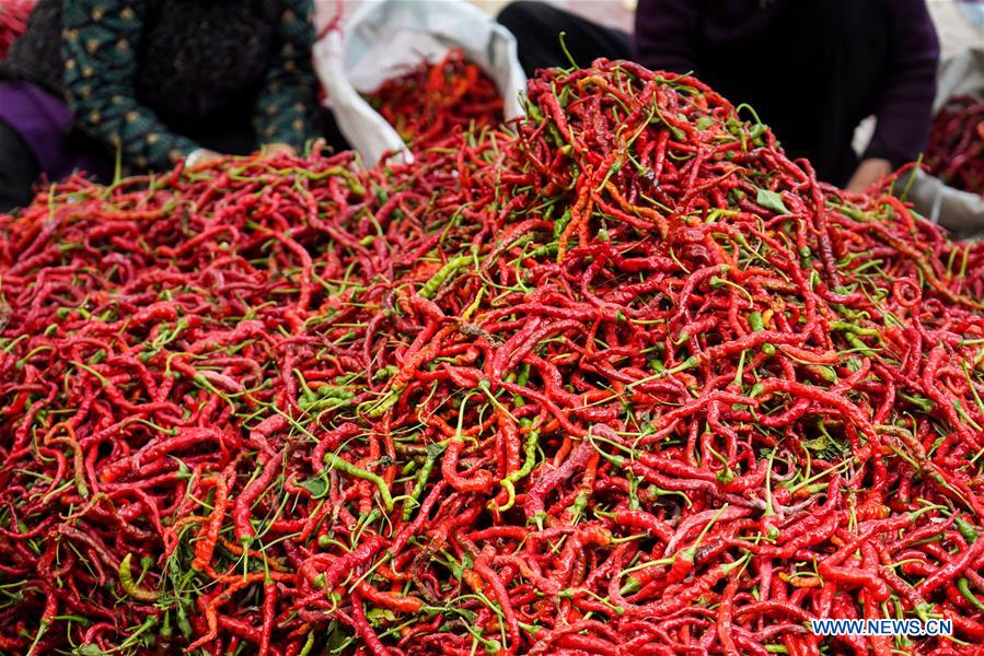 Villagers sort chilies in Tiangai Village of Salar Autonomous County of Xunhua, northwest China