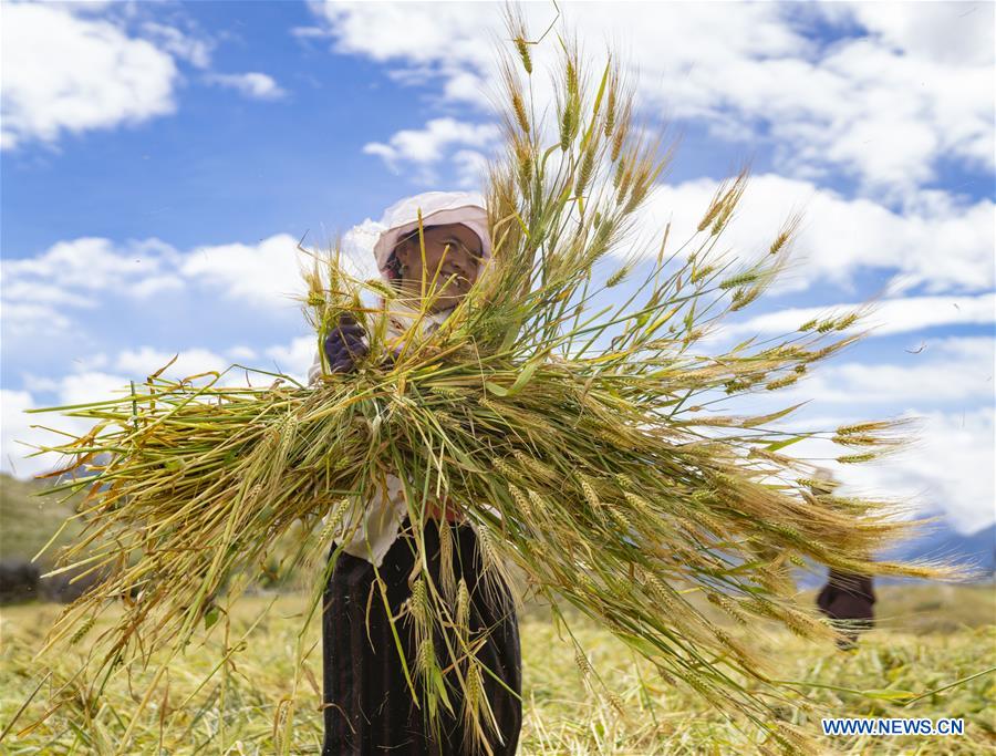 A farmer harvests highland barley in Kangsar Village, Qamdo City of southwest China