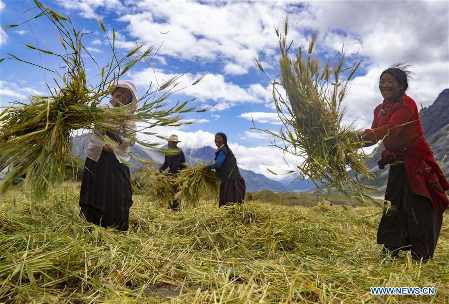 Farmers harvest highland barley in Kangsar Village, Qamdo City of southwest China