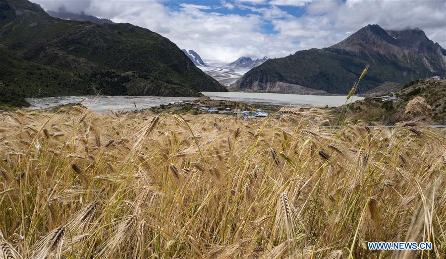 A view is seen against the foreground of highland barley in Laigu Village, Qamdo City of southwest China