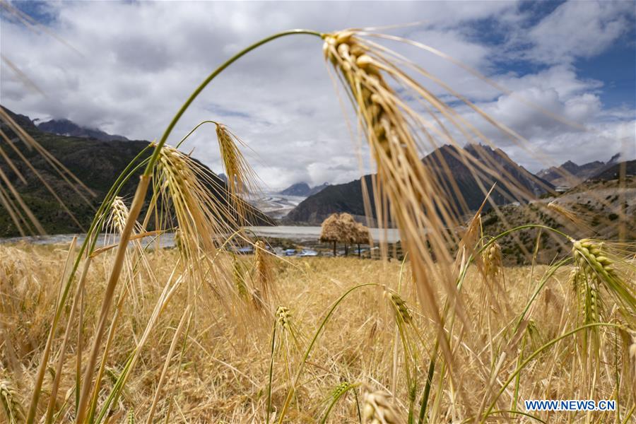 A view is seen against the foreground of highland barley in Laigu Village, Qamdo City of southwest China