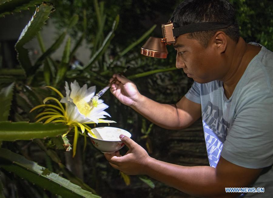 A farmer pollinates dragon fruit at a dragon fruit planting base in Luanzhou, north China