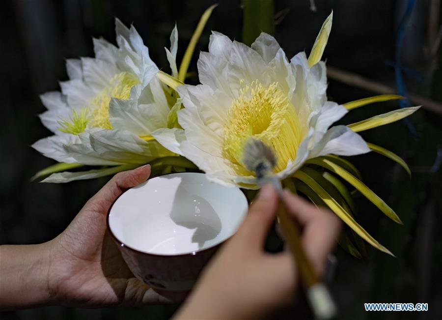 A farmer pollinates at a dragon fruit planting base in Luanzhou, north China