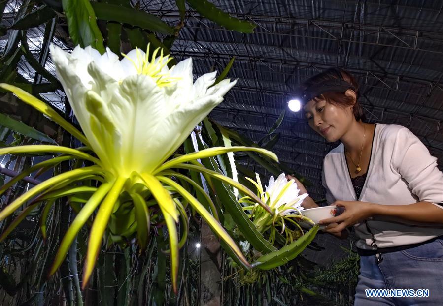 A farmer pollinates dragon fruit at a dragon fruit planting base in Luanzhou, north China