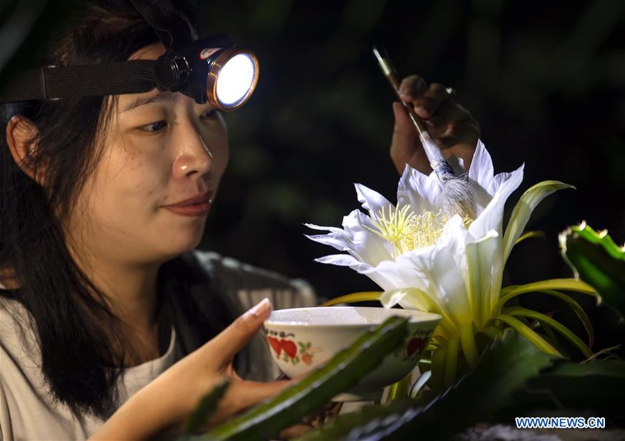 A farmer pollinates dragon fruit at a dragon fruit planting base in Luanzhou, north China