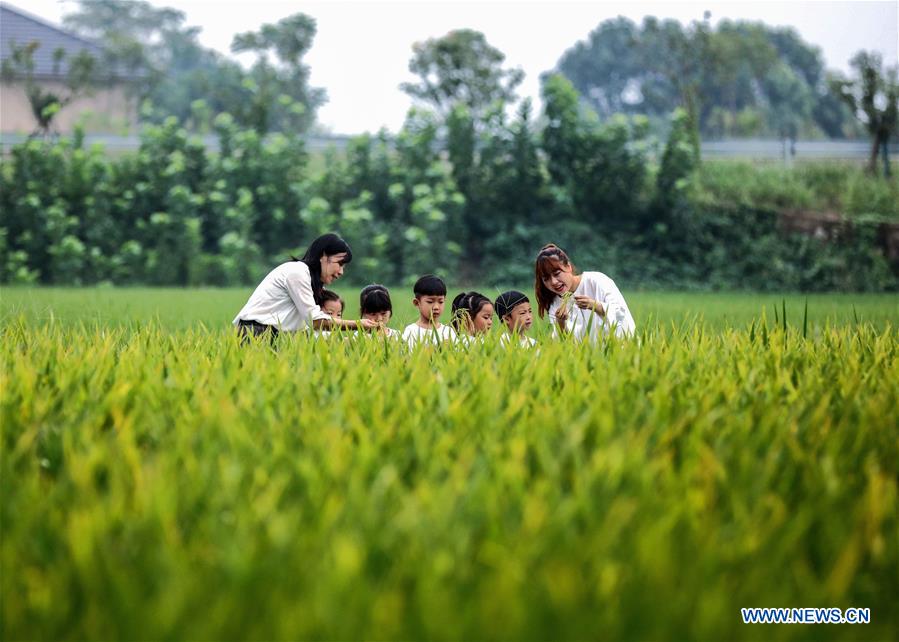 Children observe ears of rice under the guidance of their teachers during an event held ahead of farmers