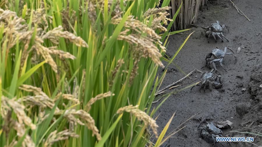 Photo taken on Sept. 22, 2020 shows the crabs raised in paddy fields in Lingtou Village, Lutai Economic Development Zone of Tangshan City, north China