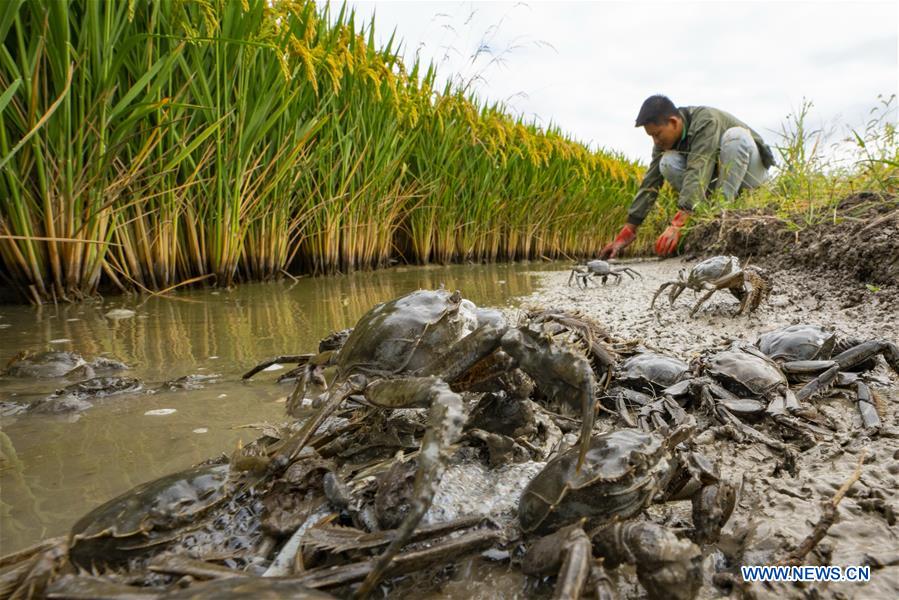 A villager harvests crabs in paddy fields in Lingtou Village, Lutai Economic Development Zone of Tangshan City, north China