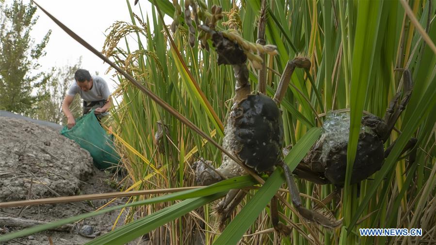 A villager harvests crabs in paddy fields in Lingtou Village, Lutai Economic Development Zone of Tangshan City, north China