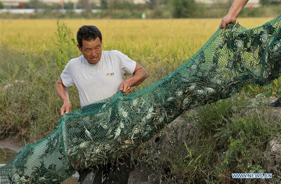 A villager harvests crabs in paddy fields in Lingtou Village, Lutai Economic Development Zone of Tangshan City, north China