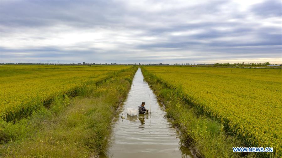 Aerial photo taken on Sept. 22, 2020 shows a villager harvesting crabs in paddy fields in Lingtou Village, Lutai Economic Development Zone of Tangshan City, north China