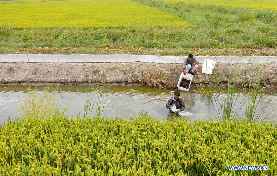Aerial photo taken on Sept. 22, 2020 shows villagers harvesting crabs in paddy fields in Lingtou Village, Lutai Economic Development Zone of Tangshan City, north China