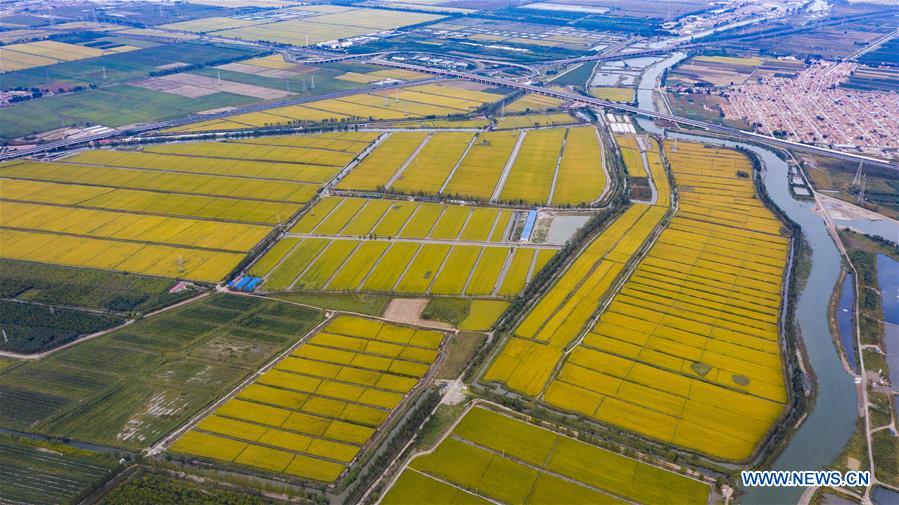 Aerial photo taken on Sept. 22, 2020 shows the paddy fields and crab breeding area in Lutai Economic Development Zone of Tangshan City, north China