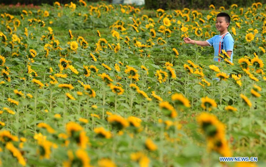 A boy visits a flower garden in Feixi County of Hefei, capital of east China