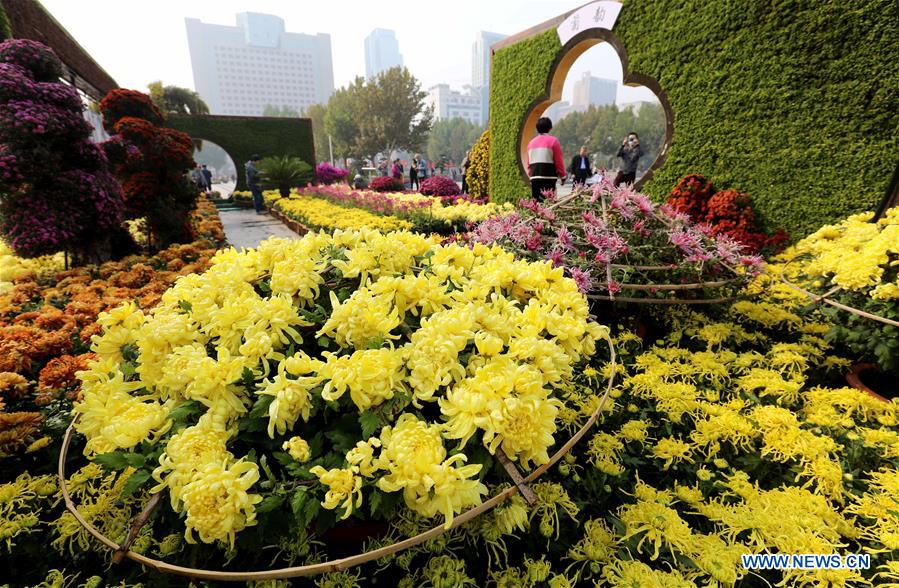 People enjoy chrysanthemums displayed at an exhibition in Shijiazhuang, North China