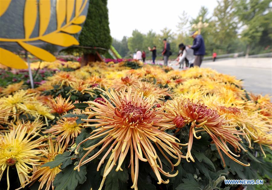People enjoy chrysanthemums displayed at an exhibition in Shijiazhuang, North China