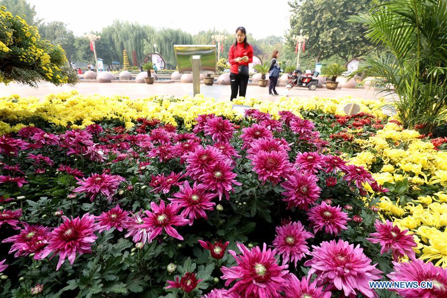 People enjoy chrysanthemums displayed at an exhibition in Shijiazhuang, North China