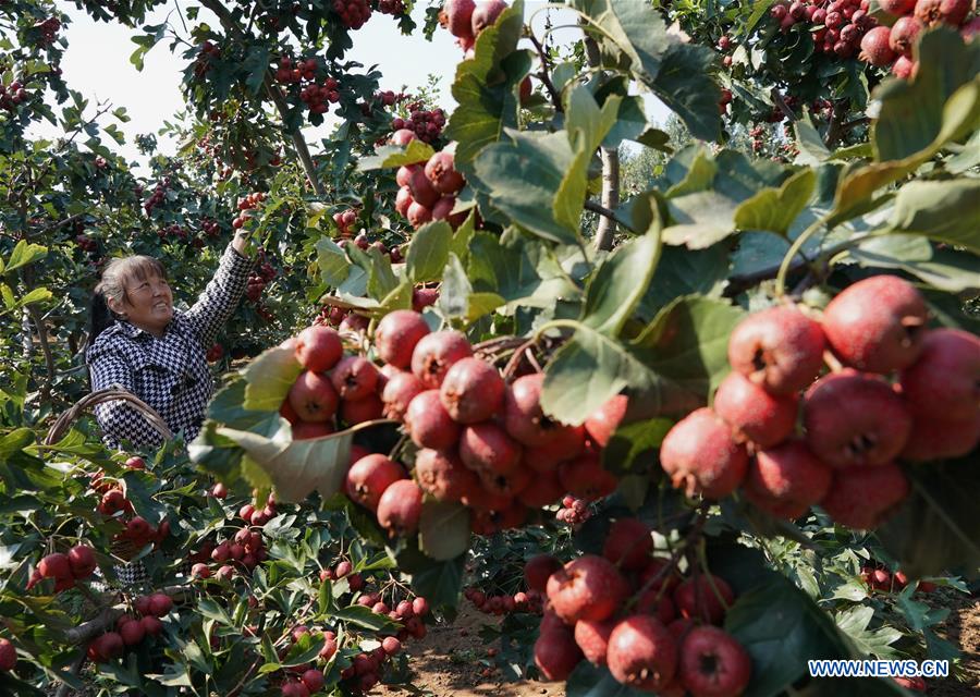A farmer harvests hawthorn fruits in Nanshan Village, Qinhuangdao City, north China