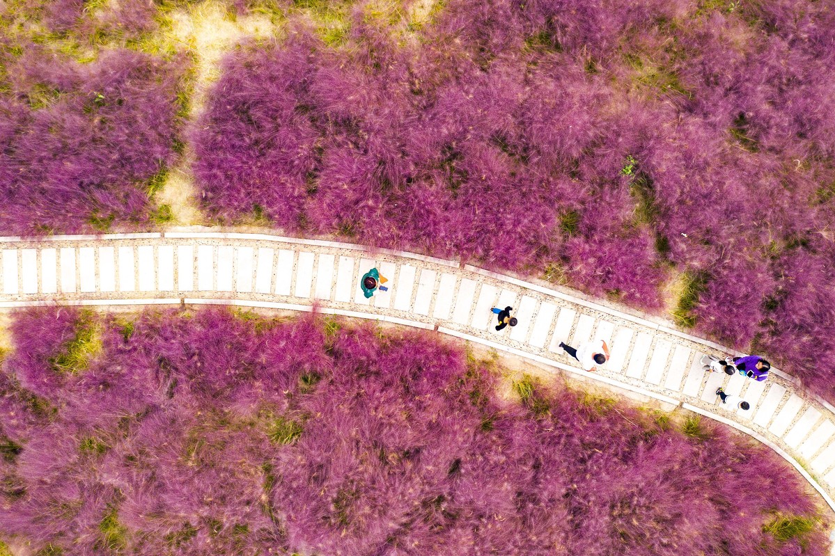 A group of tourists walks through a large sea of coreopsis flowers and pink muhly grass at a country park in Shanghe county, Jinan city in East China