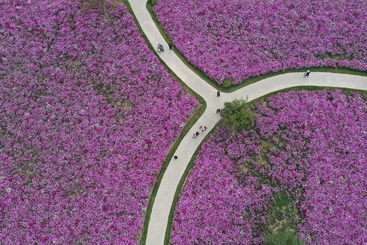 A group of tourists walked through a large sea of coreopsis flowers and pink muhly grass at a country park in Shanghe county, Jinan city in East China