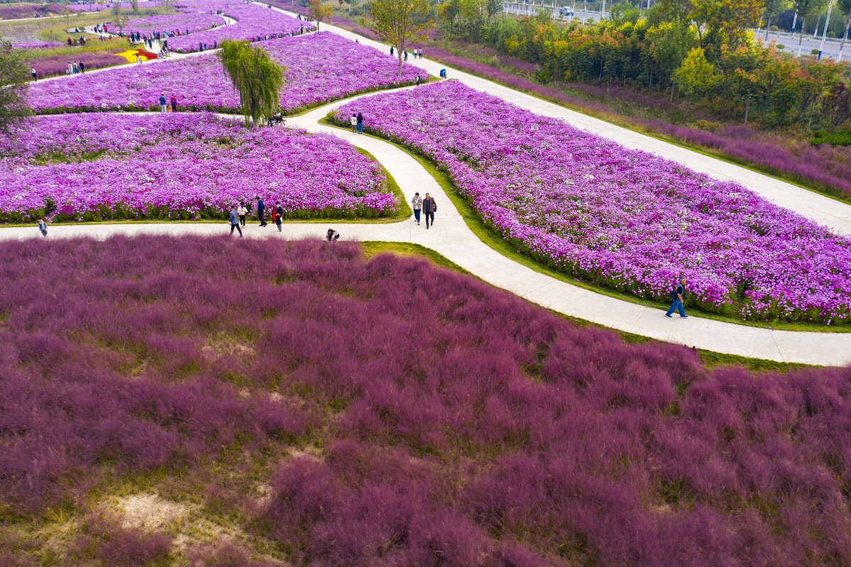 A group of tourists walked through a large sea of coreopsis flowers and pink muhly grass at a country park in Shanghe county, Jinan city in East China