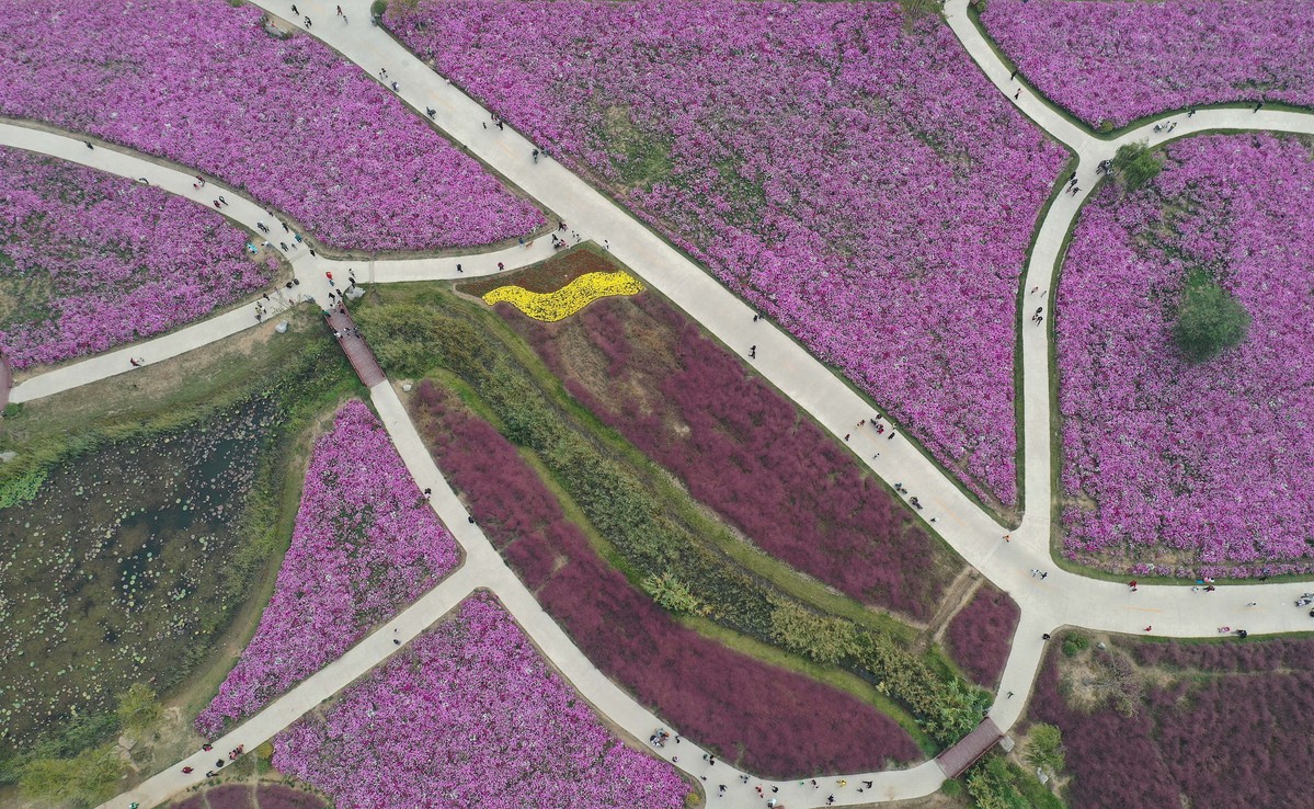 A group of tourists walked through a large sea of coreopsis flowers and pink muhly grass at a country park in Shanghe county, Jinan city in East China