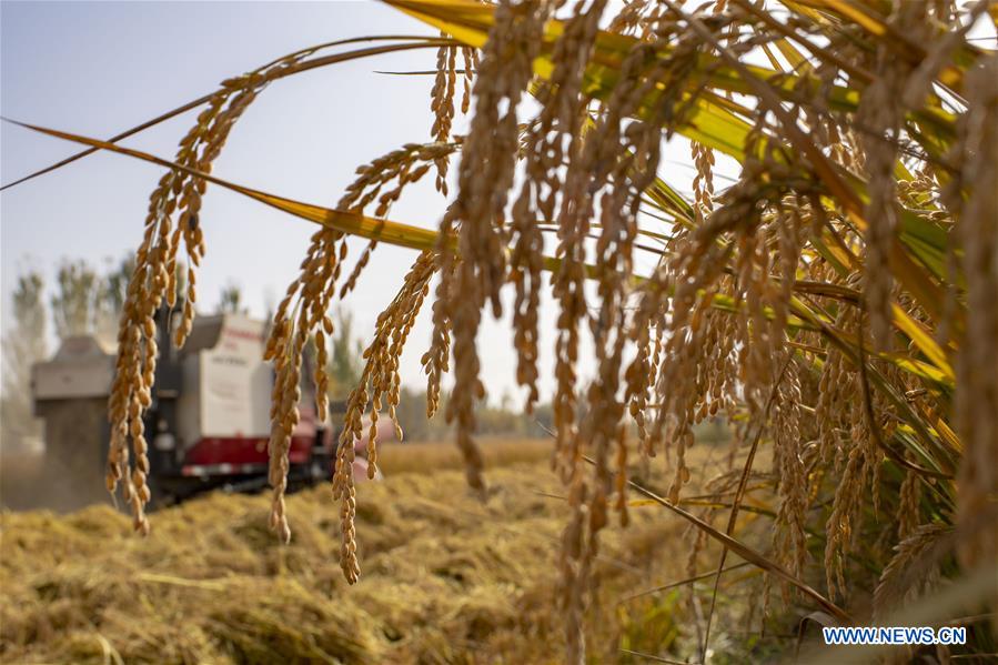 A combine harvester reaps rice crop in Tohula Township of Wensu County, Aksu Prefecture, northwest China