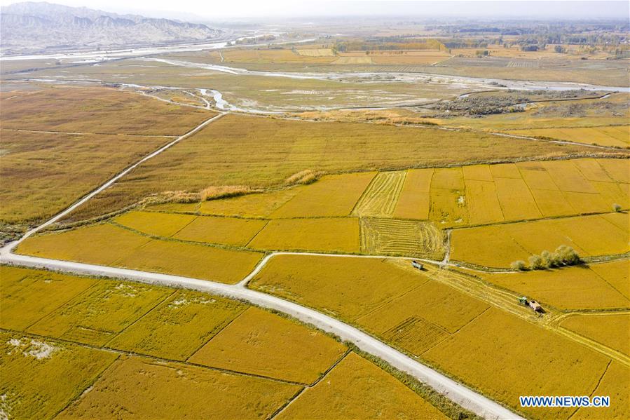 Aerial photo taken on Oct. 16, 2020 shows harvesters reaping rice crop in Tohula Township of Wensu County, Aksu Prefecture, northwest China