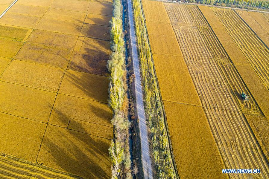 Aerial photo taken on Oct. 16, 2020 shows a combine harvester reaping rice crop in Tohula Township of Wensu County, Aksu Prefecture, northwest China